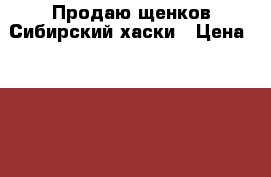  Продаю щенков Сибирский хаски › Цена ­ 10 000 - Ростовская обл., Азовский р-н, Азов г. Животные и растения » Собаки   